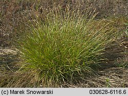 Carex ovalis (turzyca zajęcza)