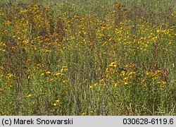 Hypericum perforatum ssp. perforatum (dziurawiec zwyczajny typowy)