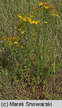 Hypericum perforatum ssp. perforatum (dziurawiec zwyczajny typowy)