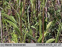 Erigeron ramosus (przymiotno gałęziste)