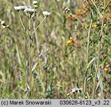 Erigeron ramosus (przymiotno gałęziste)