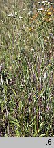 Erigeron ramosus (przymiotno gałęziste)