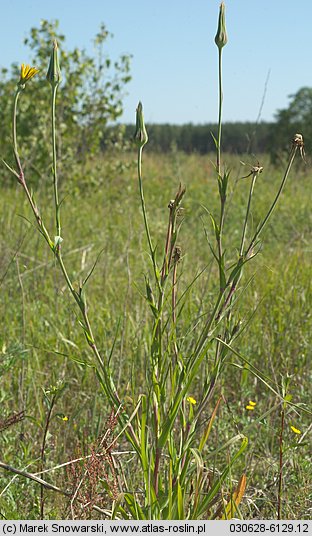 Tragopogon pratensis ssp. pratensis (kozibród łąkowy typowy)