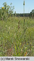 Tragopogon pratensis ssp. pratensis (kozibród łąkowy typowy)