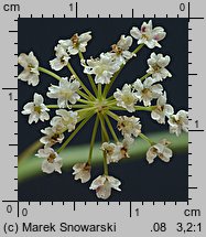 Pimpinella saxifraga ssp. saxifraga (biedrzeniec mniejszy typowy)