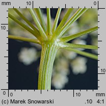 Pimpinella saxifraga ssp. saxifraga (biedrzeniec mniejszy typowy)