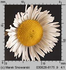 Erigeron ramosus (przymiotno gałęziste)