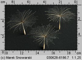 Tragopogon pratensis ssp. pratensis (kozibród łąkowy typowy)