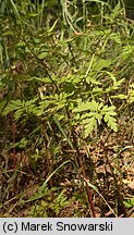 Geranium robertianum (bodziszek cuchnący)