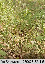 Geranium robertianum (bodziszek cuchnący)