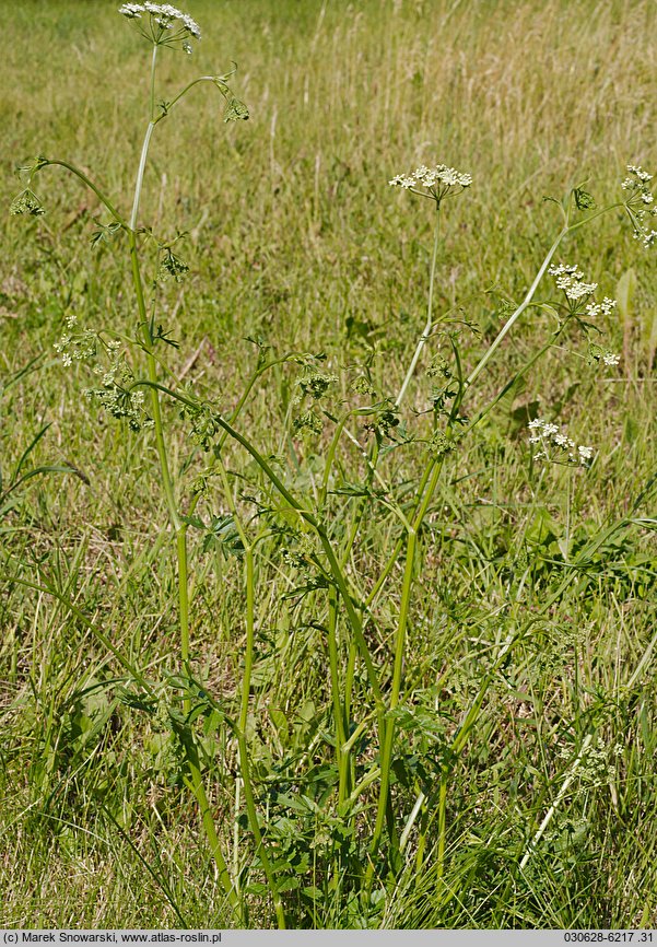 Pimpinella major (biedrzeniec wielki)