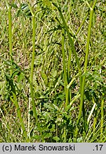 Pimpinella major (biedrzeniec wielki)