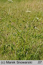 Pimpinella major (biedrzeniec wielki)