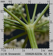 Pimpinella major (biedrzeniec wielki)