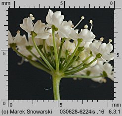 Pimpinella major (biedrzeniec wielki)