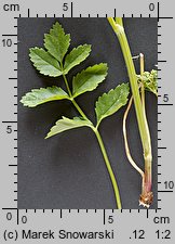 Pimpinella major (biedrzeniec wielki)