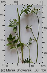 Pimpinella major (biedrzeniec wielki)