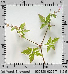 Geranium robertianum (bodziszek cuchnący)