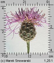 Centaurea scabiosa (chaber driakiewnik)