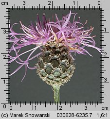 Centaurea scabiosa (chaber driakiewnik)