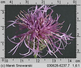 Centaurea scabiosa (chaber driakiewnik)