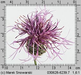 Centaurea scabiosa (chaber driakiewnik)