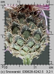 Centaurea scabiosa (chaber driakiewnik)