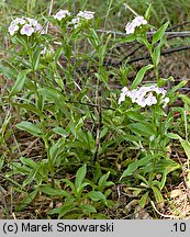 Dianthus barbatus ssp. barbatus (goździk brodaty)