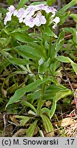 Dianthus barbatus ssp. barbatus (goździk brodaty)