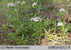 Dianthus barbatus ssp. barbatus (goździk brodaty)