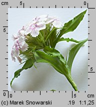 Dianthus barbatus ssp. barbatus (goździk brodaty)