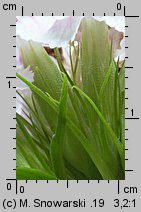 Dianthus barbatus ssp. barbatus (goździk brodaty)