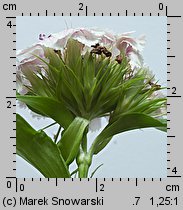 Dianthus barbatus ssp. barbatus (goździk brodaty)