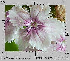 Dianthus barbatus ssp. barbatus (goździk brodaty)