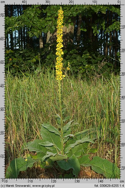 Verbascum nigrum (dziewanna pospolita)