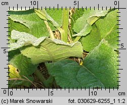 Verbascum nigrum (dziewanna pospolita)