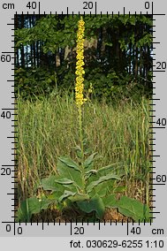 Verbascum nigrum (dziewanna pospolita)