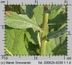 Verbascum nigrum (dziewanna pospolita)