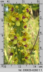 Verbascum nigrum (dziewanna pospolita)