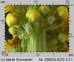 Verbascum nigrum (dziewanna pospolita)