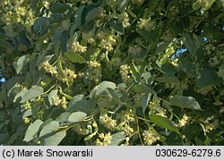 Tilia cordata (lipa drobnolistna)