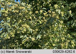 Tilia cordata (lipa drobnolistna)