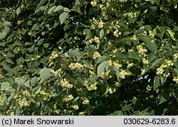 Tilia cordata (lipa drobnolistna)