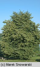 Tilia cordata (lipa drobnolistna)