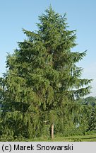 Larix decidua (modrzew europejski)