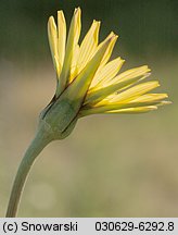 Tragopogon pratensis ssp. pratensis (kozibród łąkowy typowy)