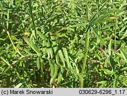 Centaurea scabiosa (chaber driakiewnik)