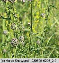 Centaurea scabiosa (chaber driakiewnik)