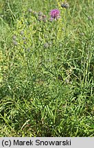 Centaurea scabiosa (chaber driakiewnik)