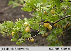 Ribes uva-crispa ssp. sativum (porzeczka agrest ogrodowa)